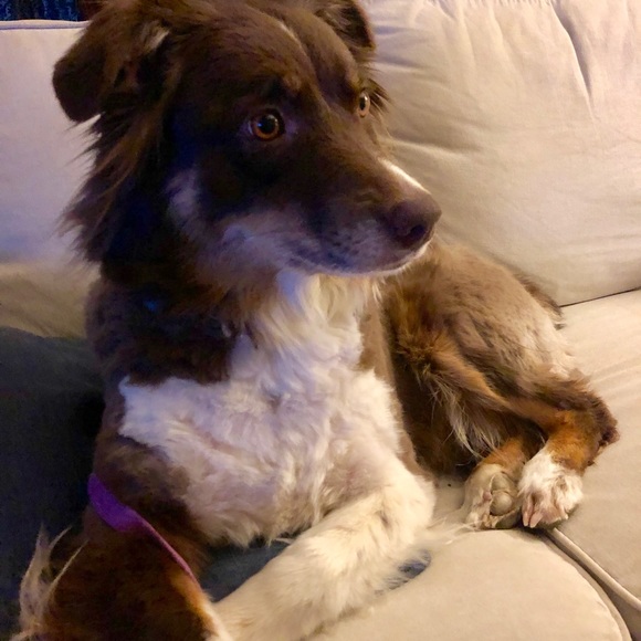 Meet your Posher, Shelby - Picture 1 of 1